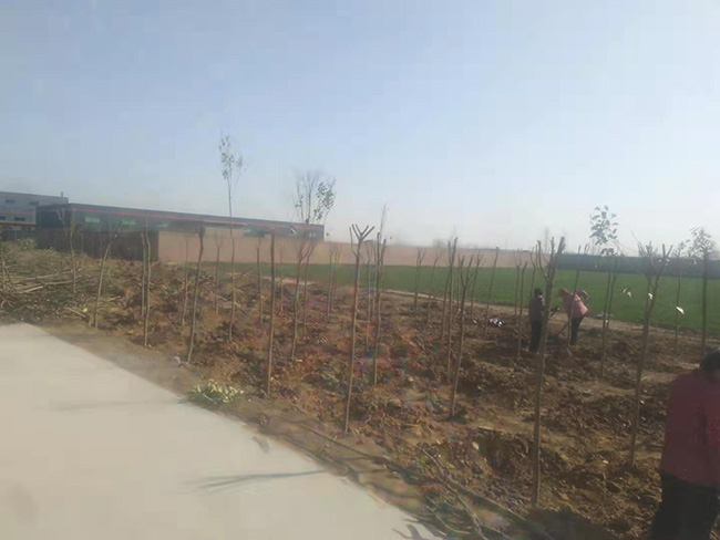 陽春三月，大地復(fù)蘇，安陽鼎諾廠區(qū)植樹活動再添綠。